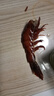 紅魔蝦野生特大日料可刺身生腌新鮮冷凍超大深海蝦海鮮水產(chǎn)順豐 （紅魔蝦尾）30-40只/盒  400g(凈重) 曬單實(shí)拍圖
