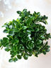 四季常青金魚花吊蘭盆栽室內(nèi)綠植花卉多肉植物發(fā)財樹好養(yǎng)易活客廳 金魚吊蘭【整盆20-30顆】原盆土 曬單實拍圖