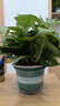 雙盟綠蘿盆栽除甲醛花卉綠植辦公室新房?jì)艋諝?80加侖4盆裝源頭直發(fā) 曬單實(shí)拍圖