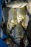 水下誘魚(yú)黑科技全自動(dòng)2025款無(wú)線(xiàn)聲納誘魚(yú)器超聲波誘魚(yú)器一秒魚(yú)來(lái) 一根【超聲波誘魚(yú)體驗裝】 曬單實(shí)拍圖
