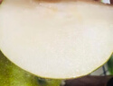 上海特產(chǎn)崇明翠冠蜜梨當季現(xiàn)貨現(xiàn)摘現(xiàn)發(fā)上海蜜梨 單果6-8兩 帶箱5斤凈4.5斤 曬單實拍圖