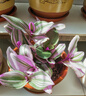 婚禮油畫(huà)室內辦公室花卉綠植好養紫葉吊蘭觀(guān)葉耐陰植物 婚禮油畫(huà)配雙層云朵盆【套組】 曬單實(shí)拍圖