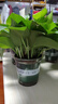 綠蘿盆栽室內(nèi)植物花卉凈化空氣綠植水培垂吊大葉綠蘿新房客廳家用 【整高20cm盆口11】加侖吸水10盆送肥料 曬單實(shí)拍圖