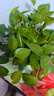 雙盟綠蘿盆栽除甲醛花卉綠植辦公室新房?jì)艋諝?80加侖4盆裝源頭直發(fā) 曬單實(shí)拍圖