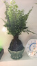 鐵線蕨苔蘚球盆栽植物室內(nèi)桌面好養(yǎng)觀果綠植客廳盆景辦公室凈化 蓮花盆+鐵線蕨苔蘚球 曬單實(shí)拍圖
