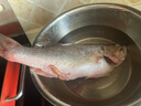 鮮活沖浪河鱸魚400-500g/條 曬單實(shí)拍圖