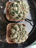 緋花玉開花仙人球小盆栽帶花苞多肉植物仙人掌陽臺(tái)室內(nèi)好養(yǎng)綠植 緋花玉4cm左右 帶花苞發(fā)貨 帶盆栽好 曬單實(shí)拍圖