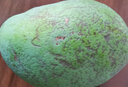 京地達攀枝花凱特芒果 9斤巨無(wú)霸650g+ 香甜無(wú)絲現摘水果源頭直發(fā)包郵 曬單實(shí)拍圖