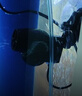 創(chuàng)星魚缸造浪泵小型沖浪泵吹糞便水族箱打浪泵造流器循環(huán)推水機(jī) 【10000L】適用0.8-1.2米 曬單實拍圖