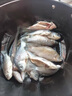 久巖金袖魚(yú)鉤成品子線(xiàn)雙鉤綁好有無(wú)刺防纏繞短子線(xiàn)專(zhuān)用高端鯽魚(yú)鉤袖鉤 35cm有刺金袖【鉤4+0.6鉤5+0.8】 共20付 曬單實(shí)拍圖