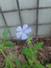 藍雪花大花苗爬藤植物陽(yáng)臺庭院四季開(kāi)花盆栽室內外鮮花卉盆景植物 【帶花苞】2盆藍雪花180（原盆） 曬單實(shí)拍圖