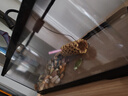 闊庭（KUOTING）溪流缸新款魚(yú)缸制氧一體式懶人生態(tài)造景側(cè)濾溪流缸黑色【大號(hào)】 曬單實(shí)拍圖