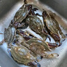 梭子蟹鮮活特大野生舟山大螃蟹海鮮新鮮冷凍海蟹水產(chǎn)飛蟹白蟹 【嘗鮮款】3-5兩/只 凈重3斤 曬單實(shí)拍圖