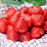 京鮮生 紅寶石蓮霧 凈重2斤裝9-12個(gè) 單果75g+生鮮水果源頭直發(fā)包郵 曬單實(shí)拍圖