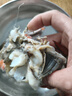 【銷(xiāo)量60W+只】舟山超大梭子蟹鮮蟹活凍大螃蟹生鮮飛蟹大肉蟹 4斤6-8只 曬單實(shí)拍圖