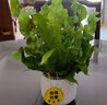 火焰鳥(niǎo)巢蕨卷葉懶人辦公室內喜陰綠植盆栽防輻射凈化空氣植物 鳥(niǎo)巢蕨配隕石白瓷盆+黃金沙+掛卡 15-25cm 曬單實(shí)拍圖