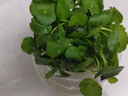 銅錢草水培盆栽辦公室內(nèi)室外花卉金錢草綠植吸好養(yǎng)花草植物 精品銅錢草帶葉發(fā)貨1盆（不含盆） 曬單實拍圖
