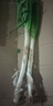 農(nóng)家自種精品山東大蔥特級新鮮鐵桿長白蔥農(nóng)家毛蔥香蔥現(xiàn)挖便宜 山東大蔥（帶老皮）帶箱 1斤 曬單實(shí)拍圖