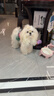 耐吉斯鮮肉Pro夾心凍干狗糧12kg成犬幼犬益生菌鴨肉梨淚痕管理 曬單實(shí)拍圖