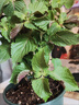 紫蘇盆栽紫蘇苗帶土可食用新鮮雙面香草紫蘇葉苗綠植庭院陽(yáng)臺四季 【紫蘇】小盆加侖盆   送營(yíng)養土2L 曬單實(shí)拍圖