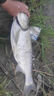 漁之源釣魚傘防雨垂釣加厚多向釣傘漁具傘戶外釣魚遮陽傘 1.8米 【單層輕便 加厚黑膠】UPF50+更防曬 曬單實(shí)拍圖