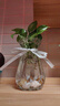 時(shí)鳥(niǎo)創(chuàng  )意花瓶玻璃透明水養客廳擺件鮮花插花瓶北歐ins 簡(jiǎn)約富貴竹干花 15CM迷你【透明】鉆石款 中等 曬單實(shí)拍圖