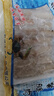 新鮮蟹腿肉手敲蟹腿肉手工去殼新鮮蟹棒蟹柳冷凍蟹鉗海鮮水產(chǎn)寶寶 新鮮蟹腿肉【200g*2盒】 曬單實(shí)拍圖