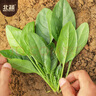 北蔬 大葉菠菜種子種苗秋四季播種蔬菜種籽 寒雄1號(hào)大葉菠菜種子200g 曬單實(shí)拍圖