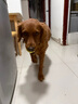 網易嚴選犬糧 寵愛相伴全價狗糧幼犬中小型犬成犬通用泰迪柯基 10kg 曬單實拍圖