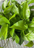 雙盟綠蘿盆栽除甲醛花卉綠植辦公室新房?jì)艋諝?120款10盆源頭直發(fā) 曬單實(shí)拍圖
