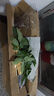 發(fā)財樹(shù)盆栽大植物室內辦公室桌面客廳小盆景招財樹(shù)苗綠植花卉盆栽 造型款大號三桿 6-9cm【原盆】 【送肥料】 曬單實(shí)拍圖