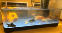 闊庭（KUOTING）魚缸水族箱生態(tài)桌面魚缸新款懶人魚缸生態(tài)造景過濾制氧一體機黑色 曬單實拍圖