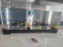 熱帶觀賞魚七彩斑馬魚紅綠燈科魚小型冷水淡水群游好養(yǎng)活的練手魚 2-3cm糖果斑馬24條隨機(jī)搭配 曬單實拍圖
