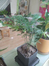佰花錦文竹桌面盆栽新中式綠植辦公室客廳盆景茶臺臥室好養綠植花卉植物 【送方底座】文竹+pvc舍得盆+黑沙石鋪面 20-30cm 曬單實(shí)拍圖