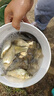 川澤短子線雙鉤升級金袖魚鉤成品綁好套裝淺水野釣防纏繞海夕鉤鯽魚鉤 金袖有刺32cm【鉤3/4線0.4/0.6】 子線雙鉤20付/盒 曬單實(shí)拍圖