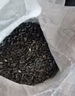 新黑珍珠小瓜子葵花子油葵籽鸚鵡鳥(niǎo)食倉鼠糧鴿糧黑瓜子 生油葵/小瓜子3斤寵物糧 曬單實(shí)拍圖