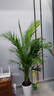 中夢(mèng)散尾葵植物盆栽客廳大型綠植室內辦公室鳳尾竹盆景天堂鳥(niǎo)花卉 散尾葵高1.3-1.6米+螺紋盆 曬單實(shí)拍圖