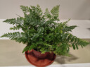 狼尾蕨盆栽室內蕨類(lèi)植物小盆景四季常綠水培綠植辦公室盆景好養活 【優(yōu)選迷你90#狼尾蕨】基地原盆 曬單實(shí)拍圖