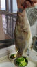 仙泉湖黃山大臭鱖魚(yú)600g/條凈膛腌制冷凍正宗臭桂魚(yú)特產(chǎn)生鮮食材 曬單實(shí)拍圖