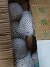 四叔公果蔬山東萊陽(yáng)秋月梨正宗【閃送-多地次日達】應季新鮮梨子水果禮盒 【金獎·超甜老樹(shù)果】特級大果｜400g+ 10斤裝【家庭暢吃-狠劃算】?jì)?.5斤 曬單實(shí)拍圖