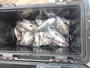 伊酷達（ECOODA）ETS200橫刺泛用水滴輪大釣力輕型近海船釣輪拉流底釣海釣輪鐵板輪 橫刺ETS 200L（6.6速比）左手輪 曬單實(shí)拍圖