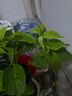 繡球花苗無盡夏帶花苞四季開花繡球花盆栽庭院好養(yǎng)花卉植物室內(nèi)花 無盡夏【大花繡球-無盡星河】 中苗【當(dāng)年開花】原盆寬15cm高30cm冠25cm 曬單實(shí)拍圖