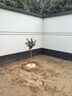 丁香花樹(shù)苗室內(nèi)外庭院盆栽地栽濃香型耐寒植物花卉紫丁香四季開(kāi)花 嫁接獨(dú)桿2公分粗拍下備注品種 不含盆 曬單實(shí)拍圖