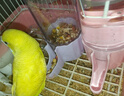 比克熊鸚鵡飲水器+喂食器套裝自動出水喝水食盒下料器喂水器喂食器 曬單實拍圖