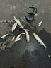 億智谷（Ewitgo）水面拖拉機(jī)浮水系雷蛙拖拉機(jī)路亞假餌微物遠(yuǎn)投海釣淡水翹嘴黑魚餌 15克（3個）隨機(jī)顏色-可備注顏色 曬單實拍圖