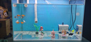 森森（SUNSUN）耀藍(lán)魚(yú)缸水泵小型潛水泵過(guò)濾泵抽水泵YQP-500 6W 曬單實(shí)拍圖