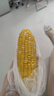 滇味十足（DIANWEISHIZU）水果玉米甜玉米云南金銀雙色新鮮甜嫩水果玉米棒鮮玉米茄果瓜 金銀雙色 【精選5斤】（凈重 約5-9根） 曬單實(shí)拍圖