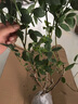 藍(lán)莓樹果苗藍(lán)莓苗盆栽地栽果苗帶大果南北方種植苗兔眼綠寶石果樹 精品一級苗：奧尼爾【全國種植】 八-九年苗【結(jié)果多多】送肥料 曬單實拍圖