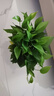 雙盟綠蘿盆栽除甲醛花卉綠植辦公室新房?jī)艋諝?80加侖4盆裝源頭直發(fā) 曬單實(shí)拍圖