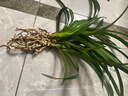 劉閣蘭花超香建蘭四季蘭當年開(kāi)花壯苗滿(mǎn)屋飄香室內四季常青花卉盆栽草 5苗連體【變異藍寶石】帶黑色蘭盆 曬單實(shí)拍圖